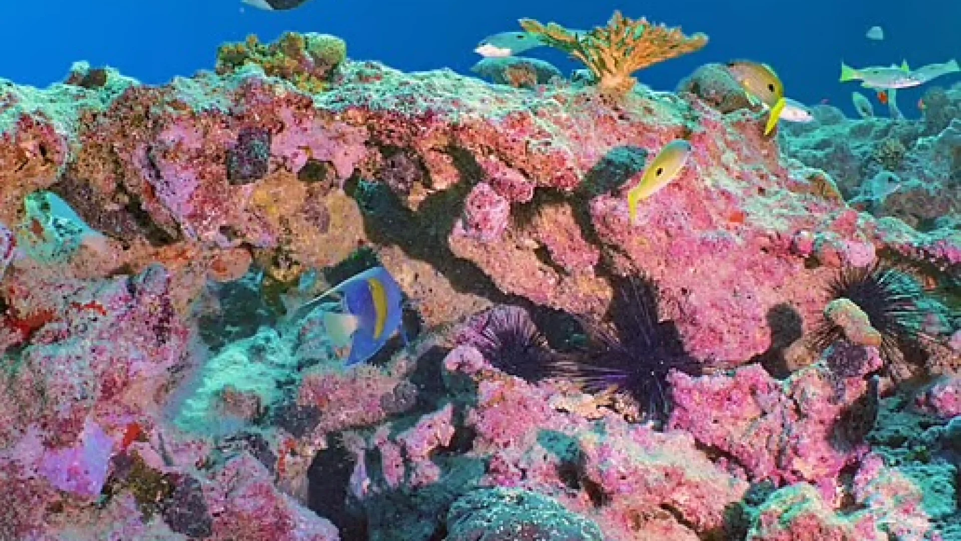 Coraux aux EAU: survivre dans une mer plus chaude | Die Geissens Real Estate | Luxus Immobilien mit Carmen und Robert Geiss – Die Geissens in Dubai